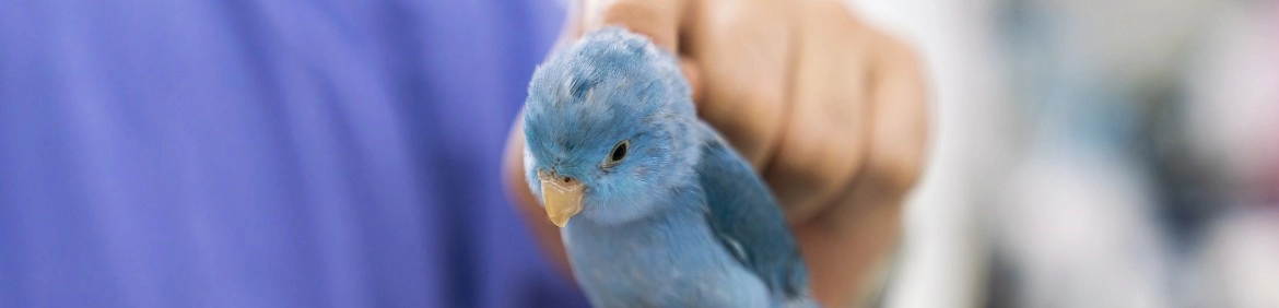 niebieska papuga