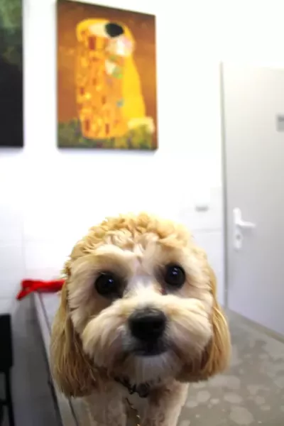 przychodnia-weterynaryjna-zwierzak-11