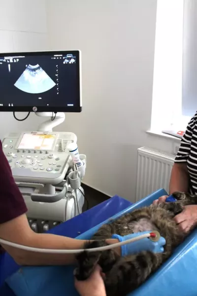Strefa hospitalizacji zwierząt w przychodni Zwierzak